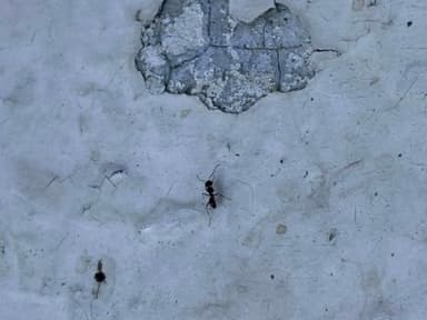 Hormiga de la madera negra (Camponotus pennsylvanicus)