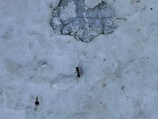 Hormiga de la madera negra (Camponotus pennsylvanicus) - Camponotus pennsylvanicus