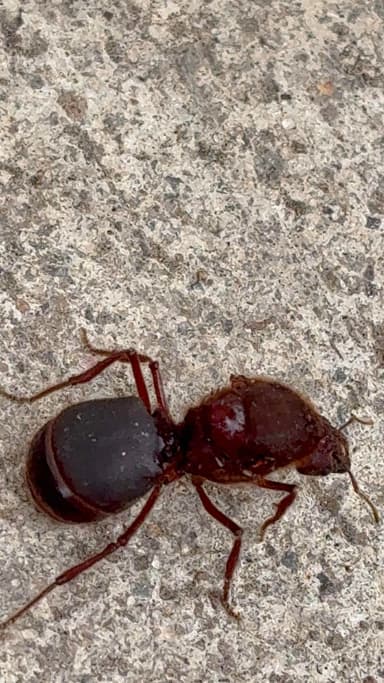 Hormiga roja grande