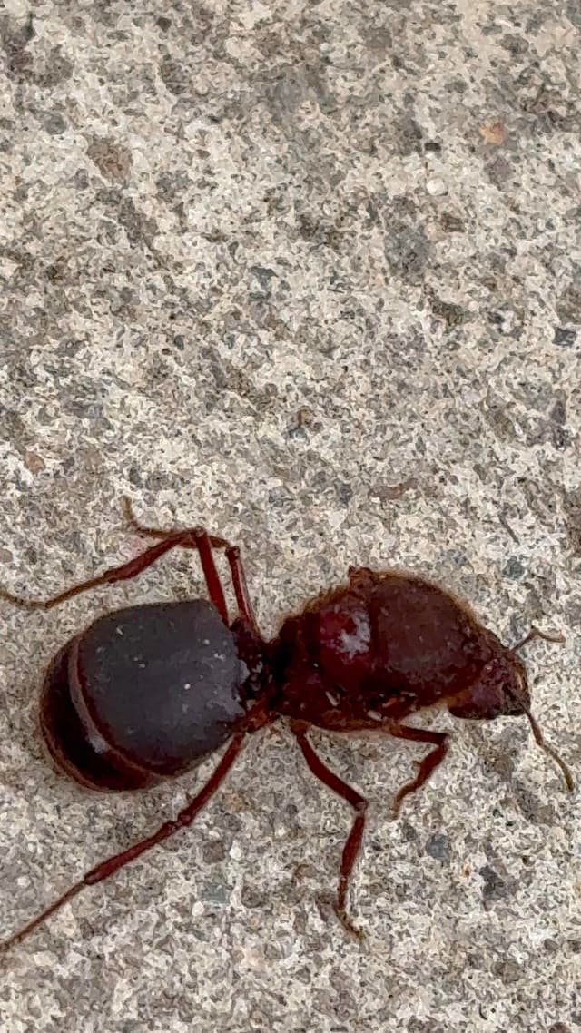 Hormiga roja grande - Formica rufa