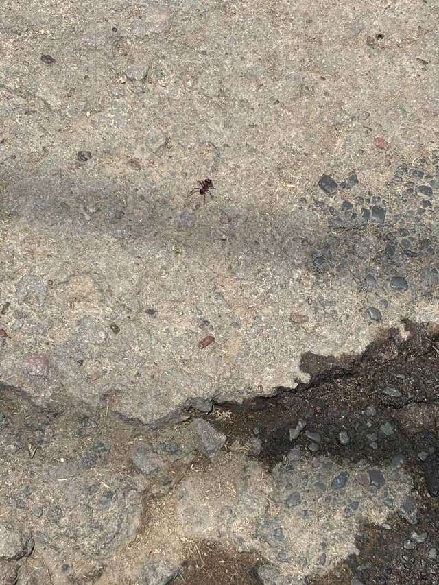 Hormiga de fuego - Pogonomyrmex