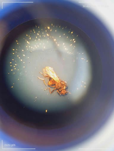 Hormiga Pseudomyrmex