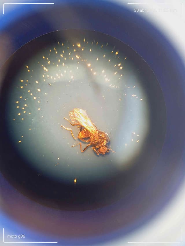 Hormiga Pseudomyrmex - Pseudomyrmex