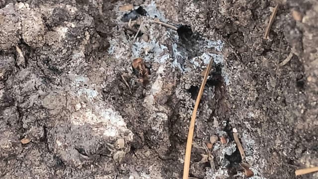 Hormiga de fuego - Solenopsis invicta