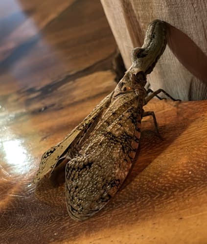 Candelilla - Fulgora laternaria