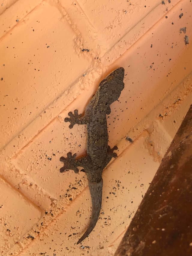 Gecko -