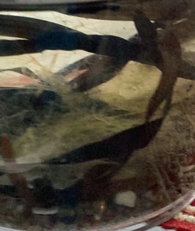 Patas largas de agua