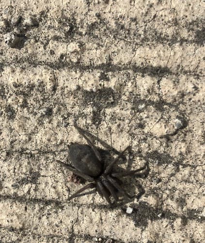 Tarántula de tela de araña (género Gnaphosa) - Gnaphosa