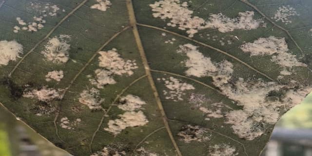 Capulín de los sauces (familia Gracillariidae, género Phyllonorycter) - Phyllonorycter