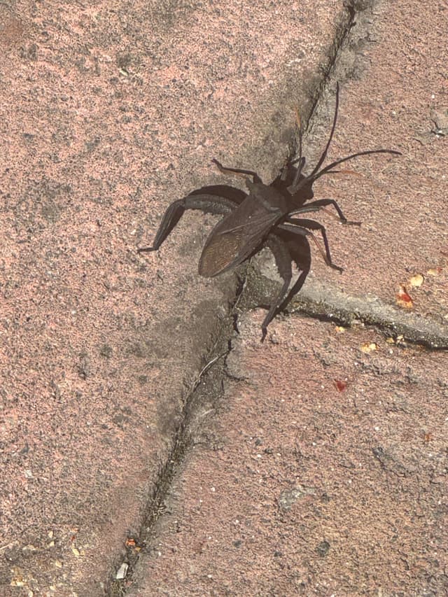 Grillo de campo - Gryllus campestris