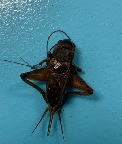 Grillotopo de campo - Gryllus campestris