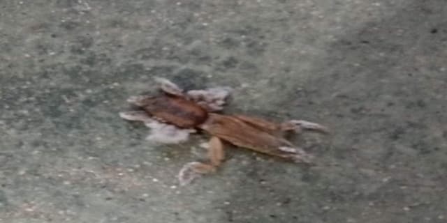 Alacrán cebollero - Gryllotalpa Gryllotalpa gryllotalpa