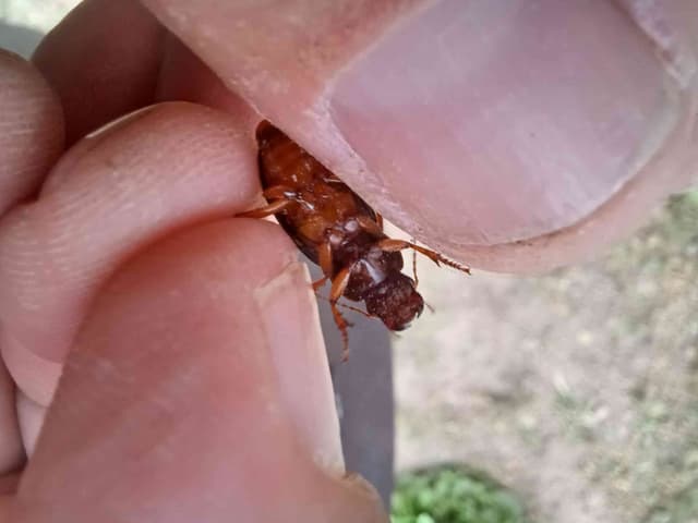 Alacrán cebollero - Gryllotalpa gryllotalpa