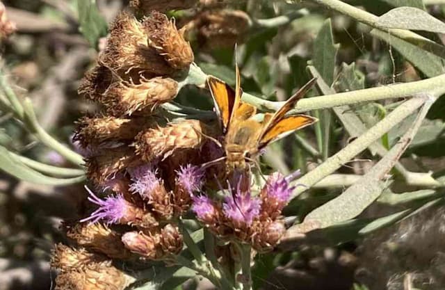 Zanate de azufre - Hylephila phyleus