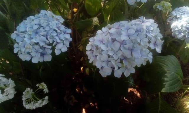 Hortensia - Hydrangea