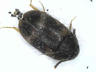Tropisternus, un escarabajo acuático