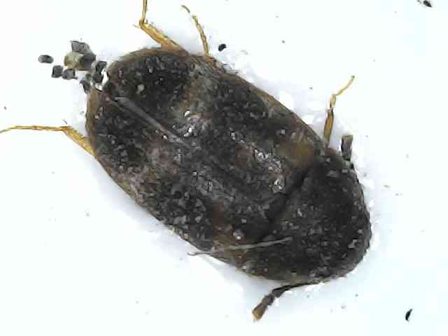 Tropisternus, un escarabajo acuático - Tropisternus