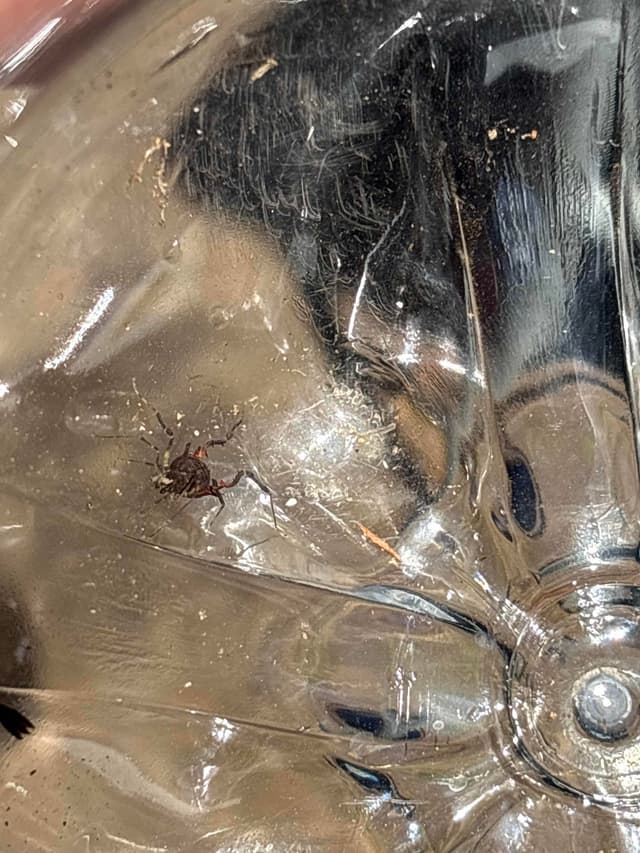 Garrapata dura -