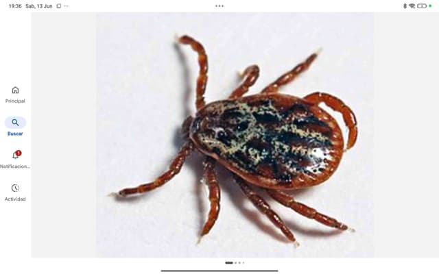 Garrapata de perro americana (Dermacentor variabilis) - Dermacentor variabilis