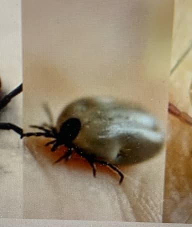 Garrapata del ganado