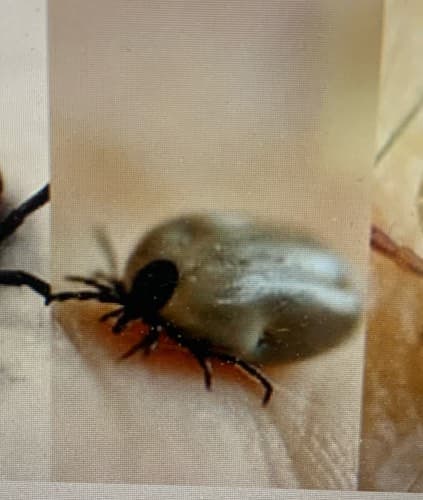 Garrapata del ganado - Ixodes ricinus