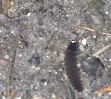 Luciérnaga de Photinus