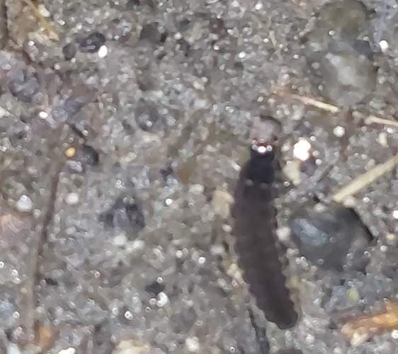 Luciérnaga de Photinus - Photinus