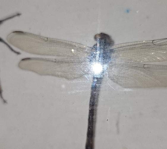 Libelulida (familia de libélulas) - unknown