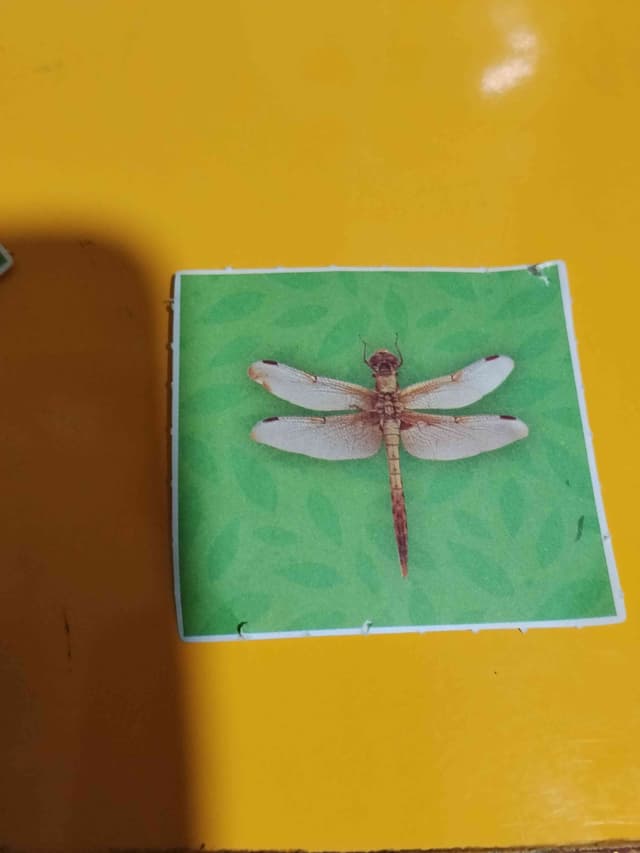 Libélula de colores oscuros - Libellula luctuosa