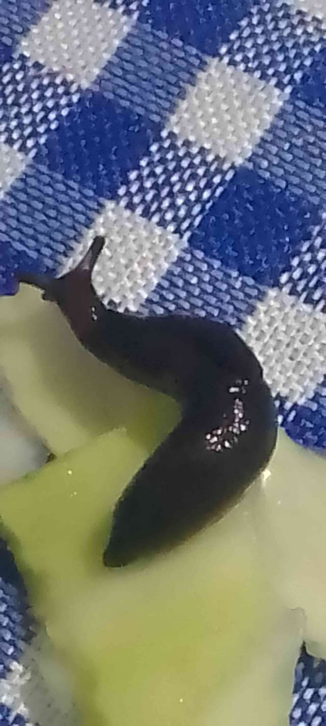 Caracol babosa -