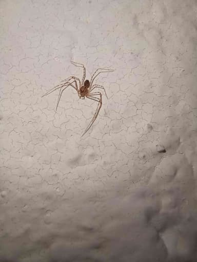 Araña linífida nigriceps