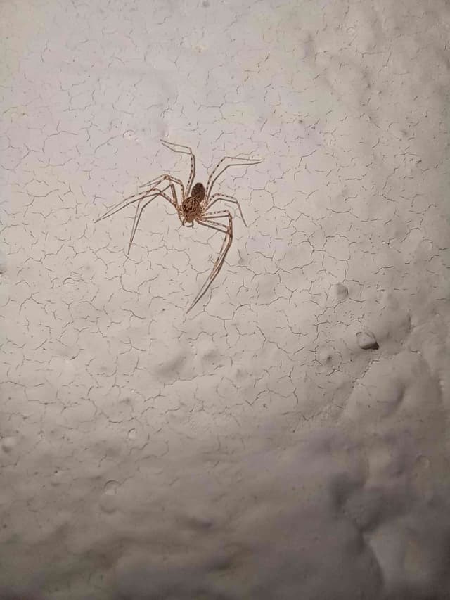 Araña linífida nigriceps -  nigriceps