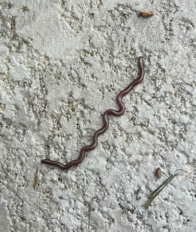 Lombriz de tierra grande