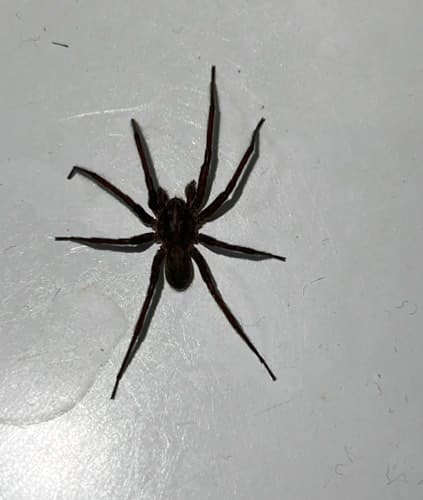 Araña lobo pálida -  pale wolf spider