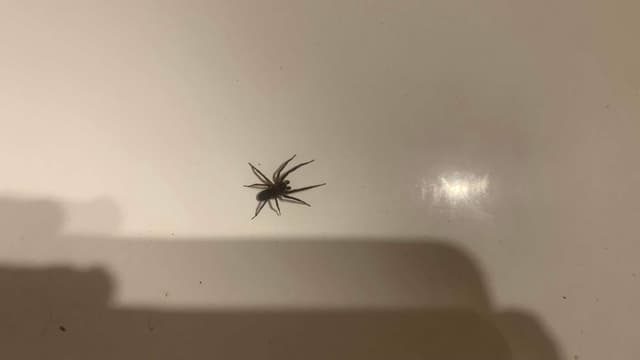 Araña lobo -  pilosus