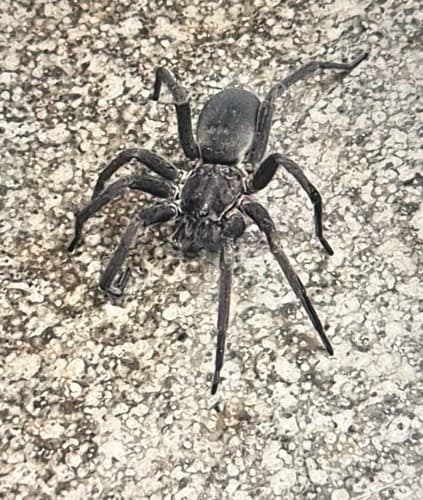 Araña Lobo - silvana
