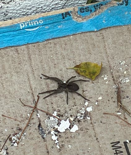 Araña lobo de Carolina - Hogna carolinensis