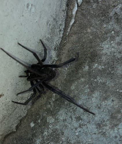 Cangrejuela de tierra (Hogna lenta) - Hogna Hogna lenta