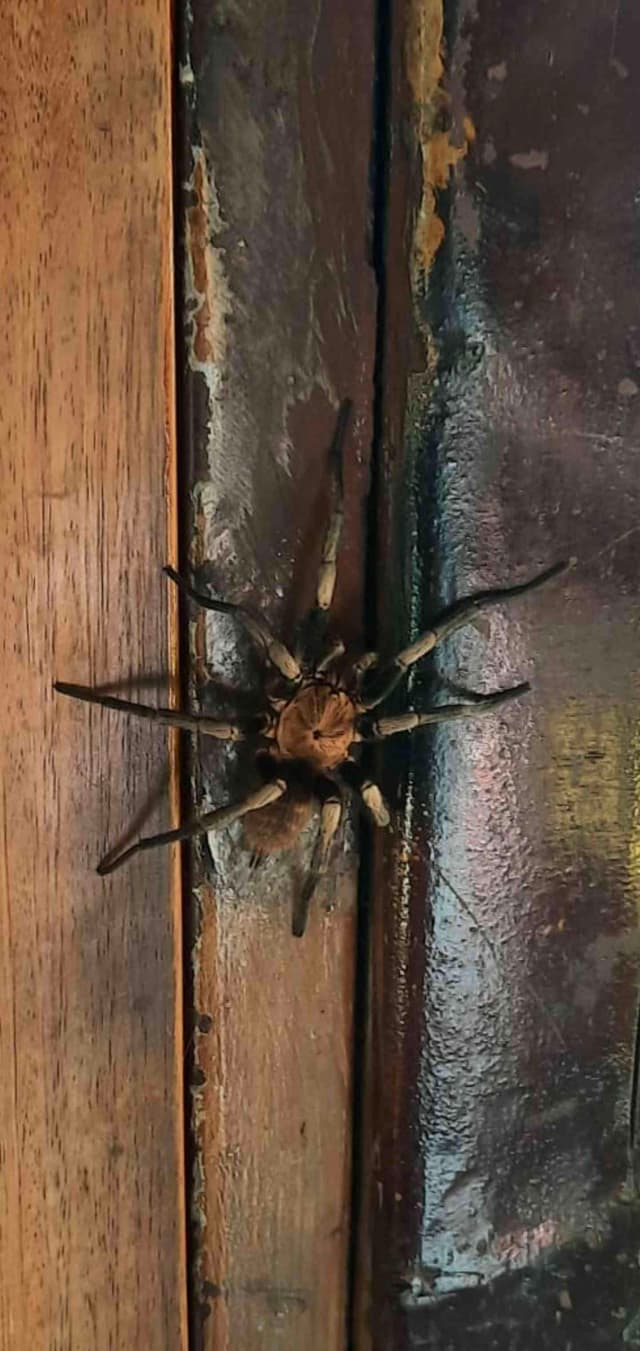 Araña lobo - Hogna radiata