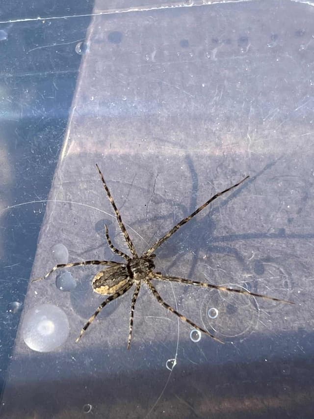 Lycosa erythrognatha (Araña lobo) - Lycosa erythrognatha