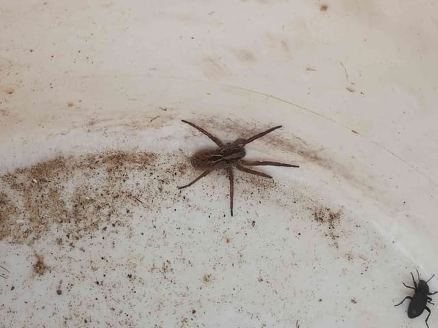 Cangrejo lobo o Araña lobo - Lycosidae