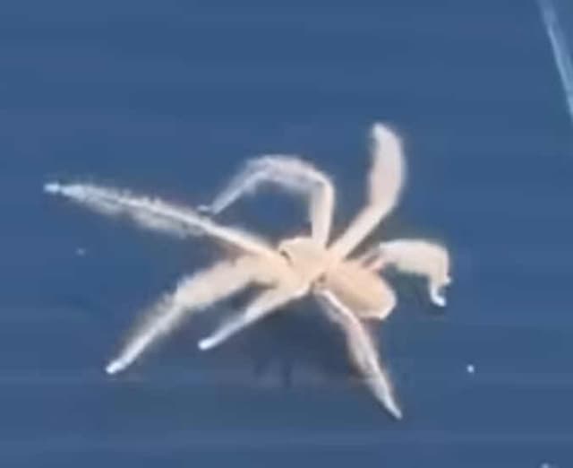 Araña lobo - Pardosa