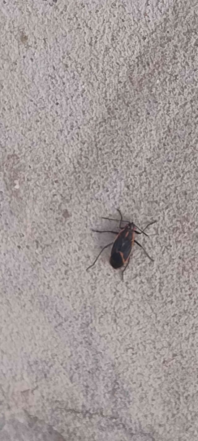 Chinche de semilla gigante - pseudomyrmecorum