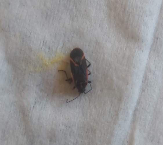 Chinche roja y negra - Lygaeus equestris