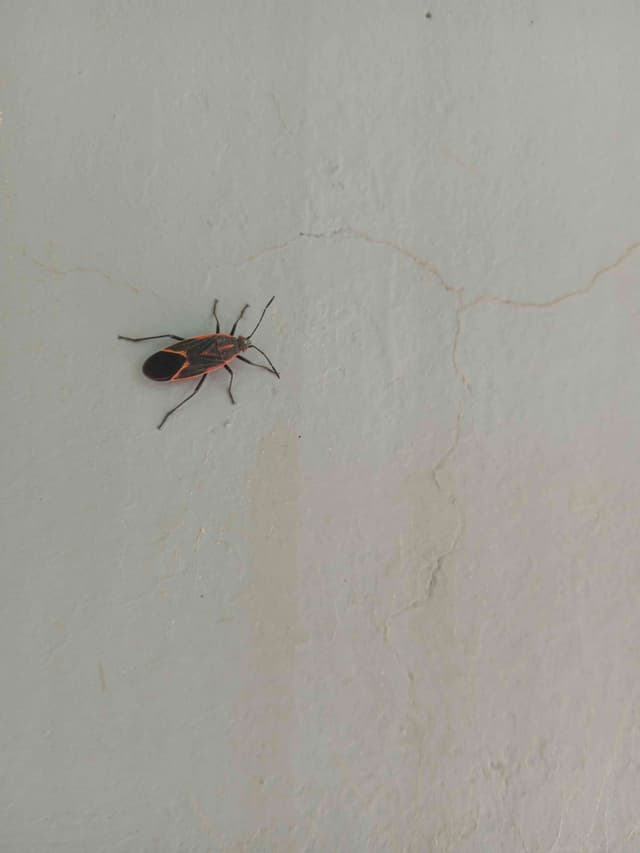 Chinche equestrian - Lygaeus Lygaeus equestris