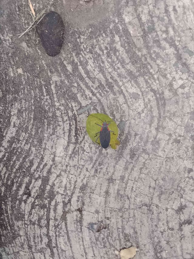 Chinche de tierra - Lygaeus Lygaeus turcicus