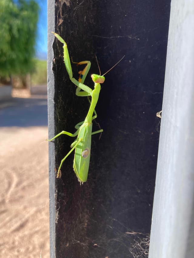 Mantis religiosa -