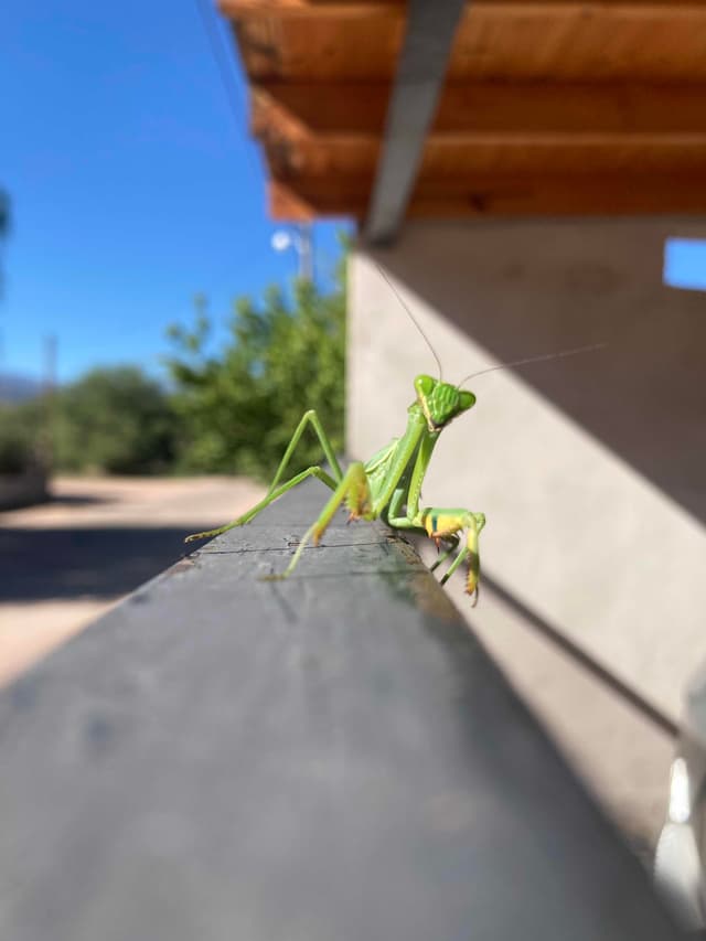 Mantis Religiosa - Mantis - Mantis