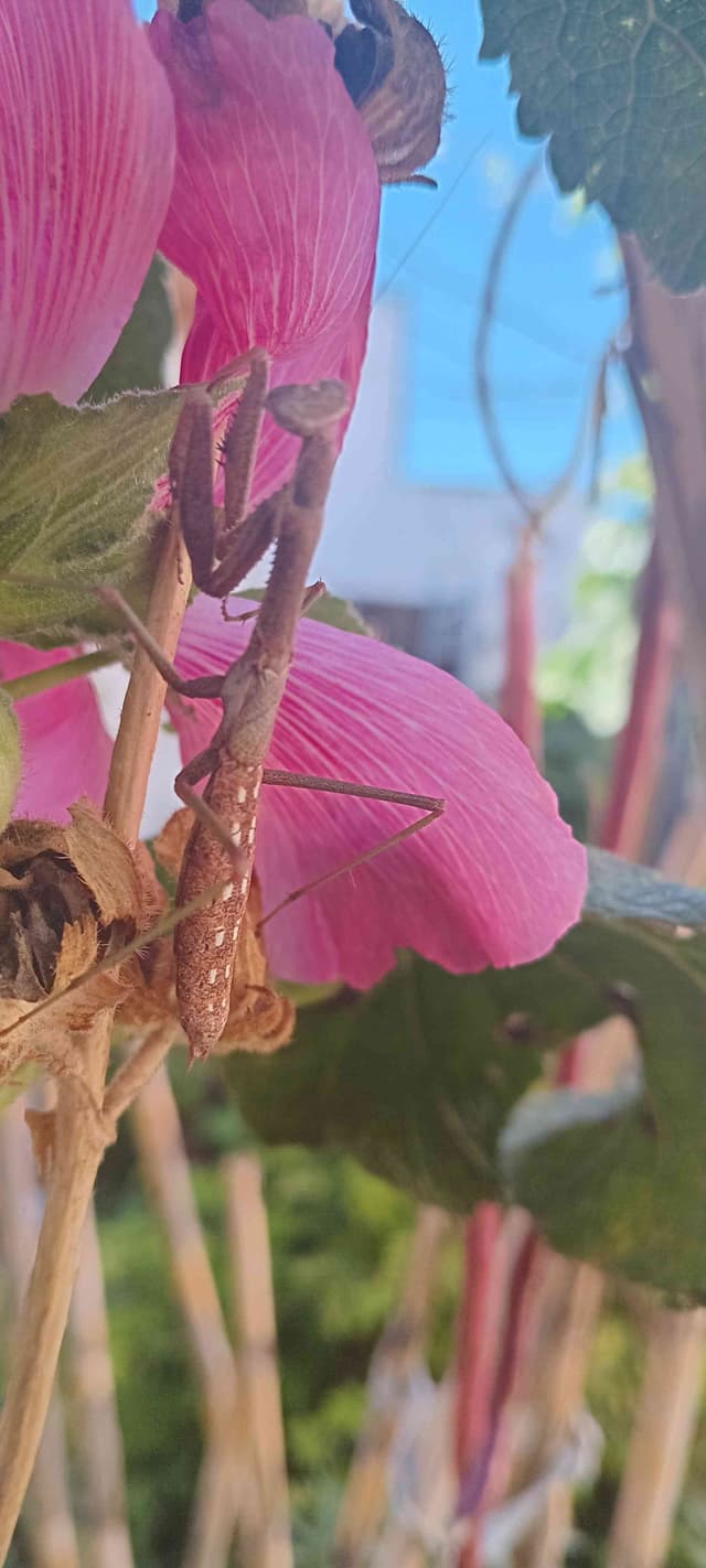 Mantícora de la familia Stagmatoptera - Stagmatoptera