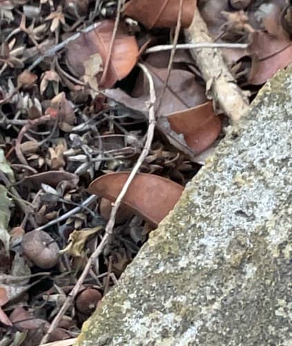 Mantis religiosa (Santa Teresa) - Tenodera aridifolia
